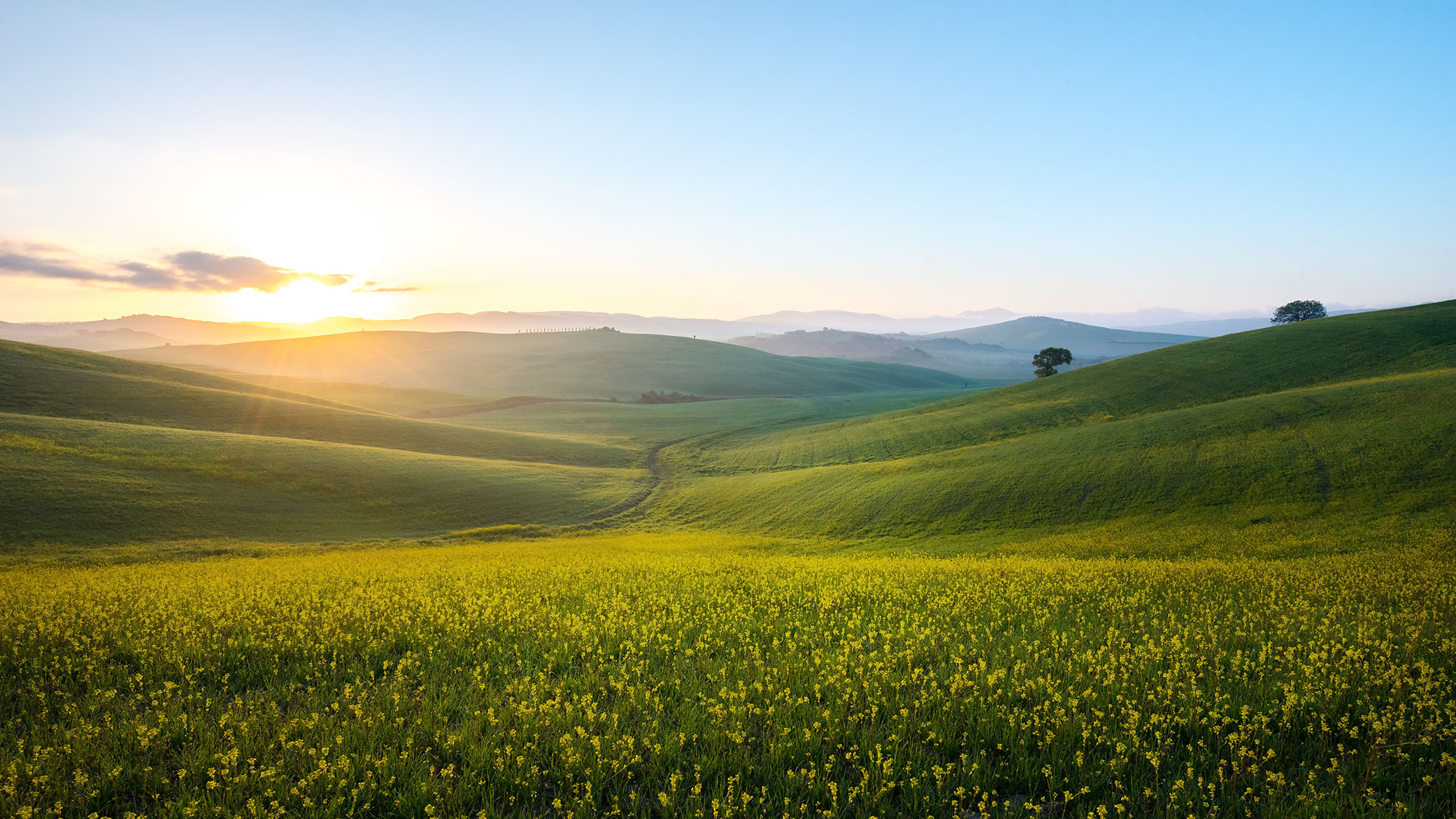 Field of grass